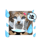 にゃんず❤️猫❤️日常❤️キジトラ❤️ミケ（個別スタンプ：13）