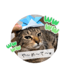 にゃんず❤️猫❤️日常❤️キジトラ❤️ミケ（個別スタンプ：17）
