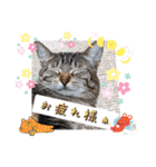 にゃんず❤️猫❤️日常❤️キジトラ❤️ミケ（個別スタンプ：19）