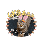 にゃんず❤️猫❤️日常❤️キジトラ❤️ミケ（個別スタンプ：20）