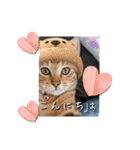 にゃんず❤️猫❤️日常❤️キジトラ❤️ミケ（個別スタンプ：21）
