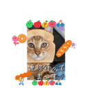 にゃんず❤️猫❤️日常❤️キジトラ❤️ミケ（個別スタンプ：22）