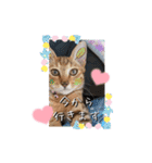 にゃんず❤️猫❤️日常❤️キジトラ❤️ミケ（個別スタンプ：23）