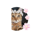 にゃんず❤️猫❤️日常❤️キジトラ❤️ミケ（個別スタンプ：26）