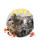 にゃんず❤️猫❤️日常❤️キジトラ❤️ミケ（個別スタンプ：27）