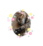 にゃんず❤️猫❤️日常❤️キジトラ❤️ミケ（個別スタンプ：29）