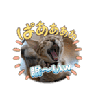 にゃんず❤️猫❤️日常❤️キジトラ❤️ミケ（個別スタンプ：30）