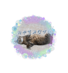 にゃんず❤️猫❤️日常❤️キジトラ❤️ミケ（個別スタンプ：31）