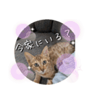にゃんず❤️猫❤️日常❤️キジトラ❤️ミケ（個別スタンプ：32）