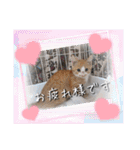 にゃんず❤️猫❤️日常❤️キジトラ❤️ミケ（個別スタンプ：33）
