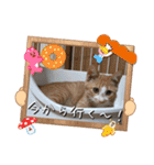にゃんず❤️猫❤️日常❤️キジトラ❤️ミケ（個別スタンプ：34）