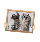 にゃんず❤️猫❤️日常❤️キジトラ❤️ミケ（個別スタンプ：35）