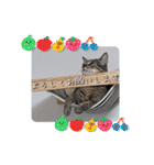 にゃんず❤️猫❤️日常❤️キジトラ❤️ミケ（個別スタンプ：36）