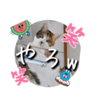にゃんず❤️猫❤️日常❤️キジトラ❤️ミケ（個別スタンプ：37）