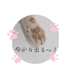 にゃんず❤️猫❤️日常❤️キジトラ❤️ミケ（個別スタンプ：38）