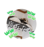 にゃんず❤️猫❤️日常❤️キジトラ❤️ミケ（個別スタンプ：39）