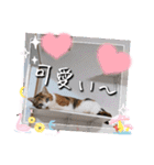 にゃんず❤️猫❤️日常❤️キジトラ❤️ミケ（個別スタンプ：40）