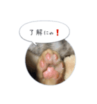 保護子猫ジャコランタン兄妹（個別スタンプ：2）