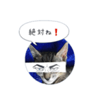 保護子猫ジャコランタン兄妹（個別スタンプ：3）