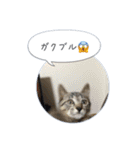 保護子猫ジャコランタン兄妹（個別スタンプ：5）