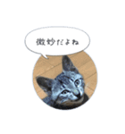 保護子猫ジャコランタン兄妹（個別スタンプ：10）