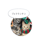 保護子猫ジャコランタン兄妹（個別スタンプ：11）