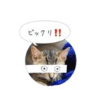 保護子猫ジャコランタン兄妹（個別スタンプ：17）