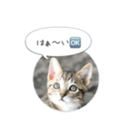 保護子猫ジャコランタン兄妹（個別スタンプ：18）