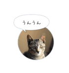 保護子猫ジャコランタン兄妹（個別スタンプ：23）