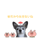マイロ秋バージョン（個別スタンプ：2）