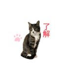 猫姉妹の日常2（個別スタンプ：1）