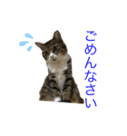 猫姉妹の日常2（個別スタンプ：5）