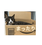 猫姉妹の日常2（個別スタンプ：14）