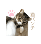 猫姉妹の日常2（個別スタンプ：15）