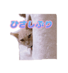 猫好きさん専用 毎日使いやすいスタンプ（個別スタンプ：39）