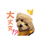 マロンあいさつスタンプ（個別スタンプ：5）