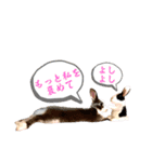 ミニうさぎのダッチ♡仲間（個別スタンプ：5）