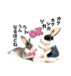 ミニうさぎのダッチ♡仲間（個別スタンプ：9）