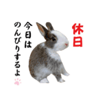 ミニうさぎのダッチ♡仲間（個別スタンプ：18）