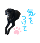 黒ラブまめるの日常会話（個別スタンプ：7）