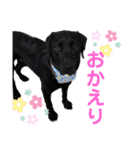 黒ラブまめるの日常会話（個別スタンプ：8）