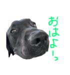 黒ラブまめるの日常会話（個別スタンプ：9）