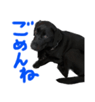 黒ラブまめるの日常会話（個別スタンプ：13）