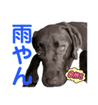 黒ラブまめるの日常会話（個別スタンプ：14）