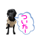 黒ラブまめるの日常会話（個別スタンプ：16）