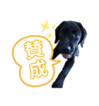 黒ラブまめるの日常会話（個別スタンプ：20）