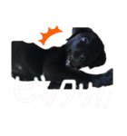 黒ラブまめるの日常会話（個別スタンプ：24）