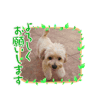 愛犬マルプー シンプルver.（個別スタンプ：1）