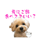 愛犬マルプー シンプルver.（個別スタンプ：12）