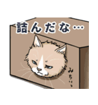 ゆるーい 猫にまみれたがりのスタンプ（個別スタンプ：22）